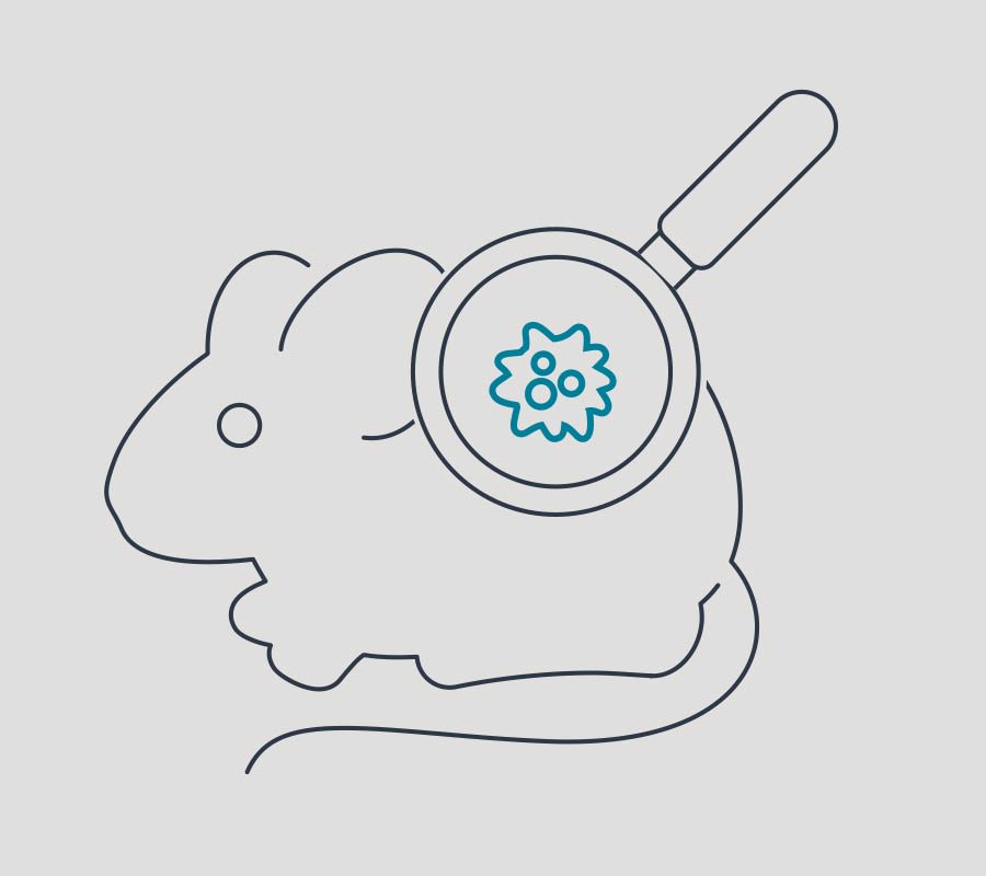 Grafik: Lupe über einer Maus deckt einen Tumor auf.