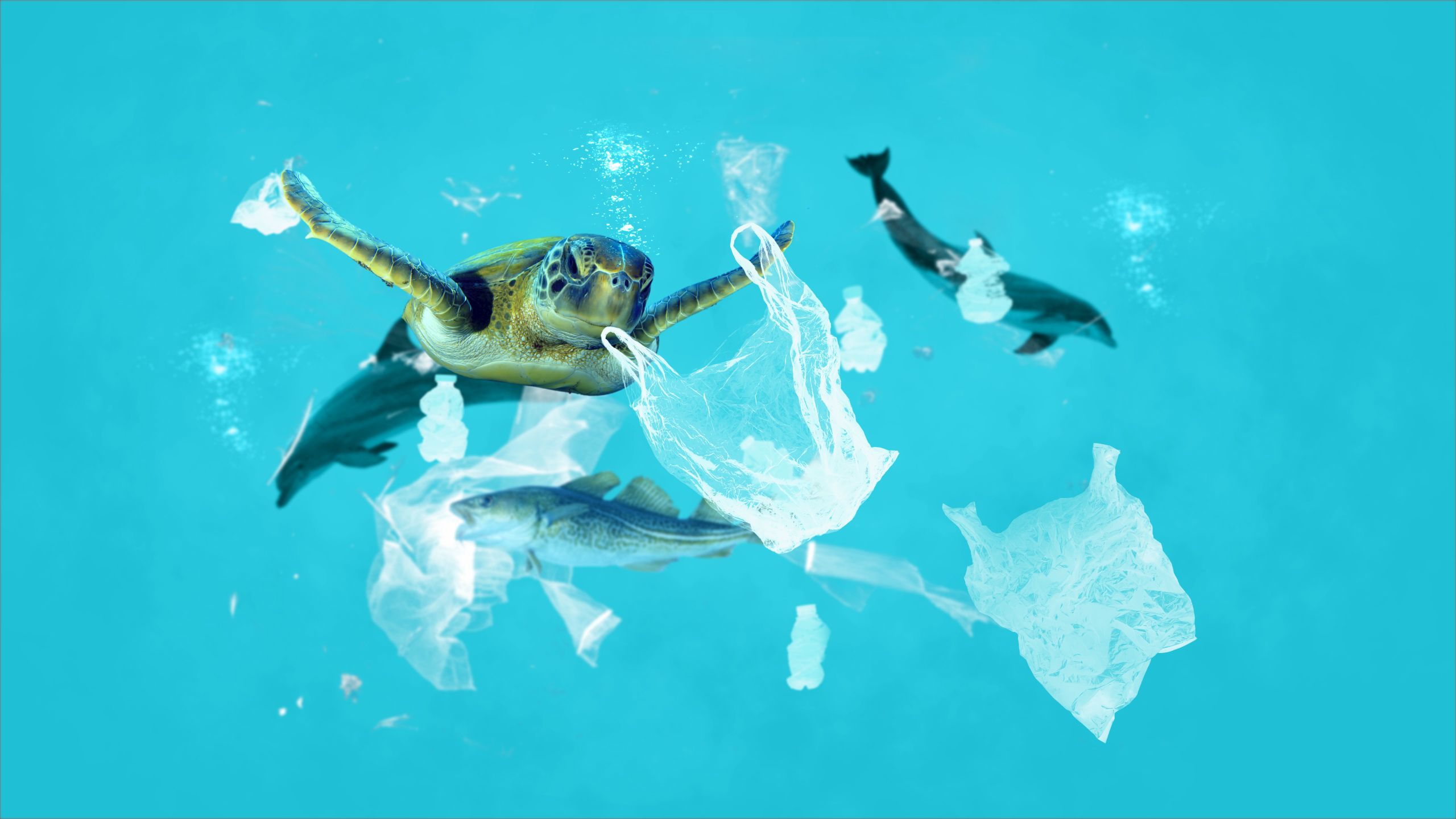 Wie Plastik Unsere Ozeane Bedroht 