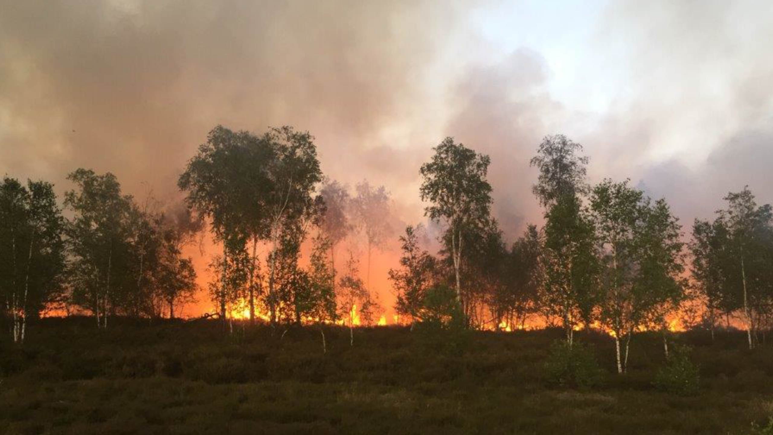 Foto eines Waldbrandes mit Laubbäumen.