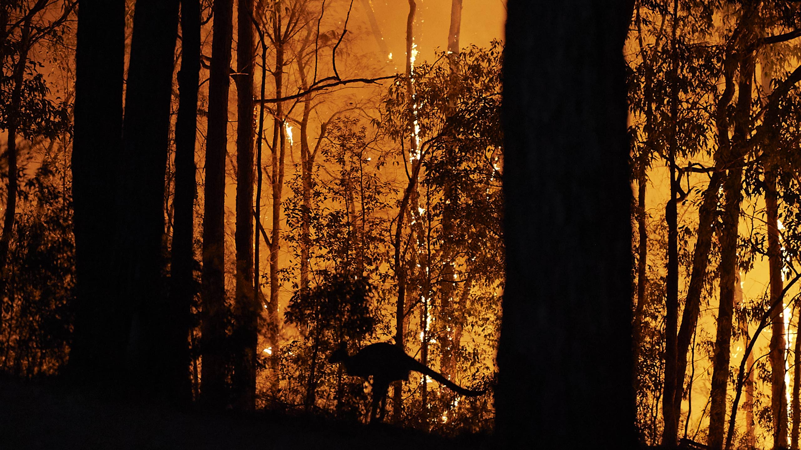 Foto von Buschbränden in Australien. Man sieht die Umrisse eines Kängurus vor den Flammen.