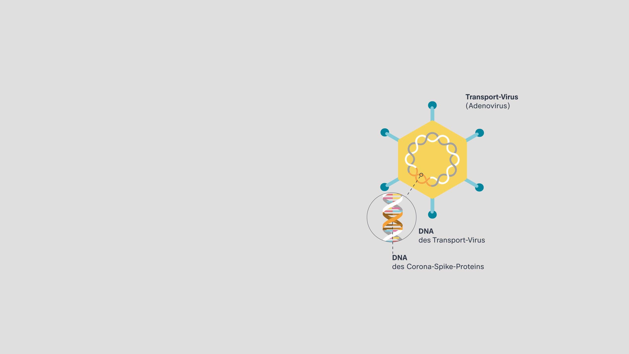Grafik eines Transportvirus (im Fall von Astrazeneca ein Adenovirus). Darin der DNA-Strang des Transportvirus. Der DNA-Strang wird aufgebrochen. Der DNA-Strang der Corona-Spike-Proteine wird eingesetzt.