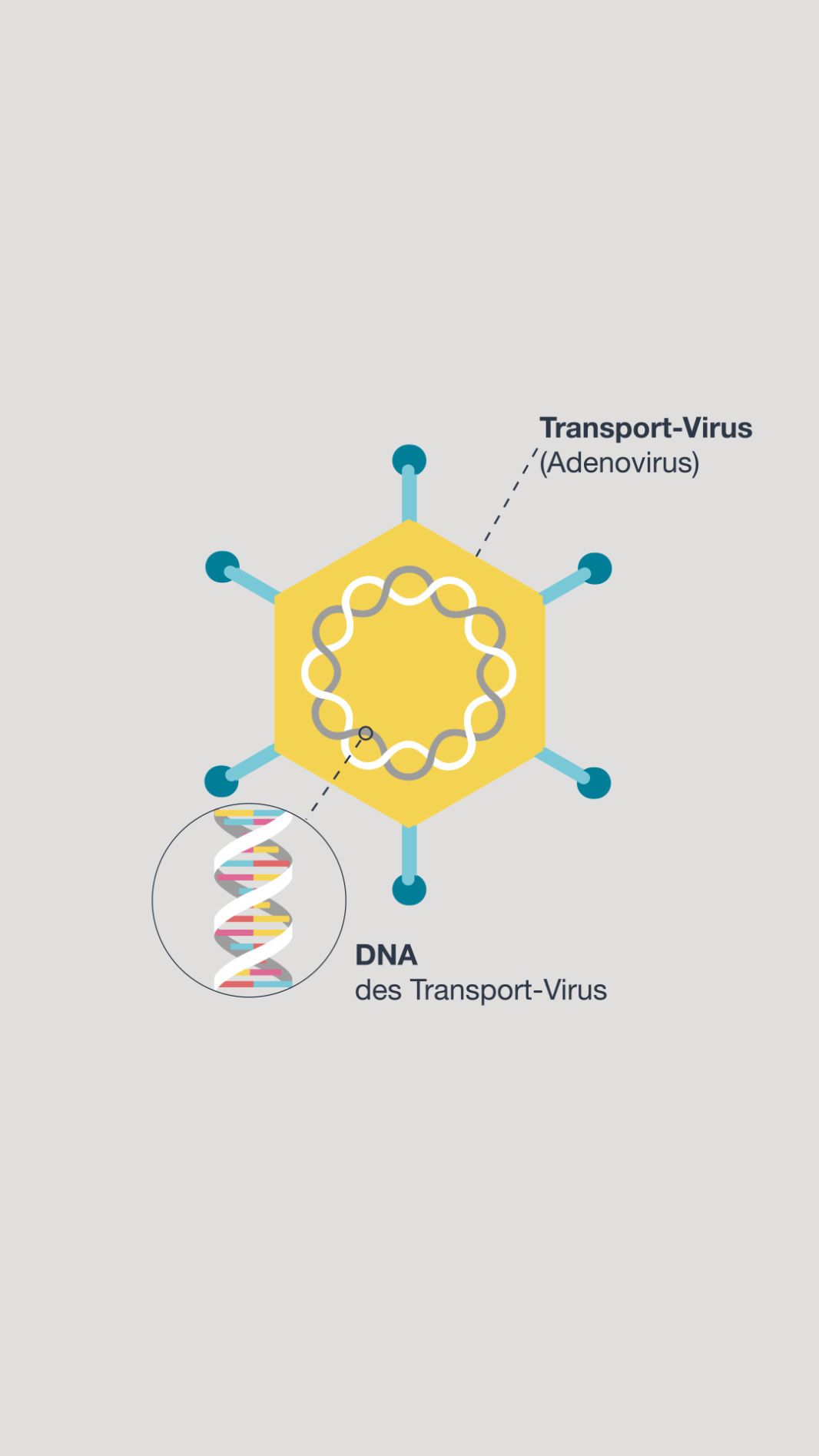 Mrna Und Vektorimpfstoffe